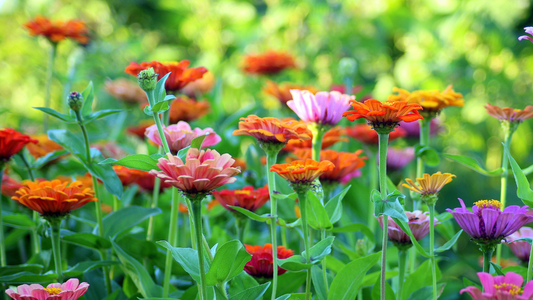 Garden Membership: Watercolor Floral