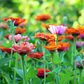 Bloom to Garden Upgrade: Watercolor Floral